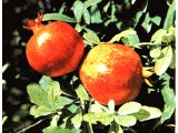 The pomegranate is difficult to eat, but its beauty and flavour makes it very popular.